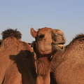 Camel in desert near Abu Dhabi