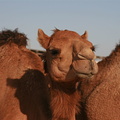Camel in desert near Abu Dhabi