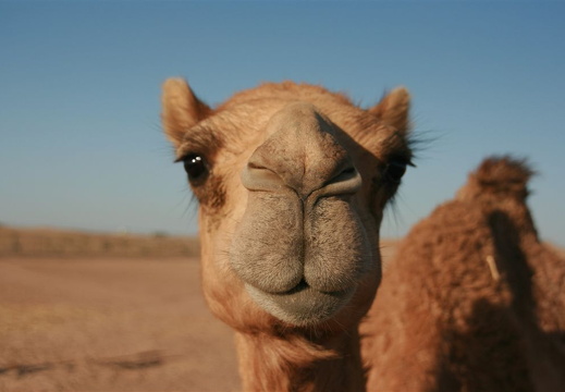 Camel in desert near Abu Dhabi