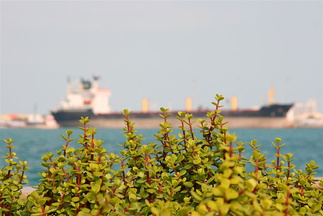 Large ship docked at Port Zayed