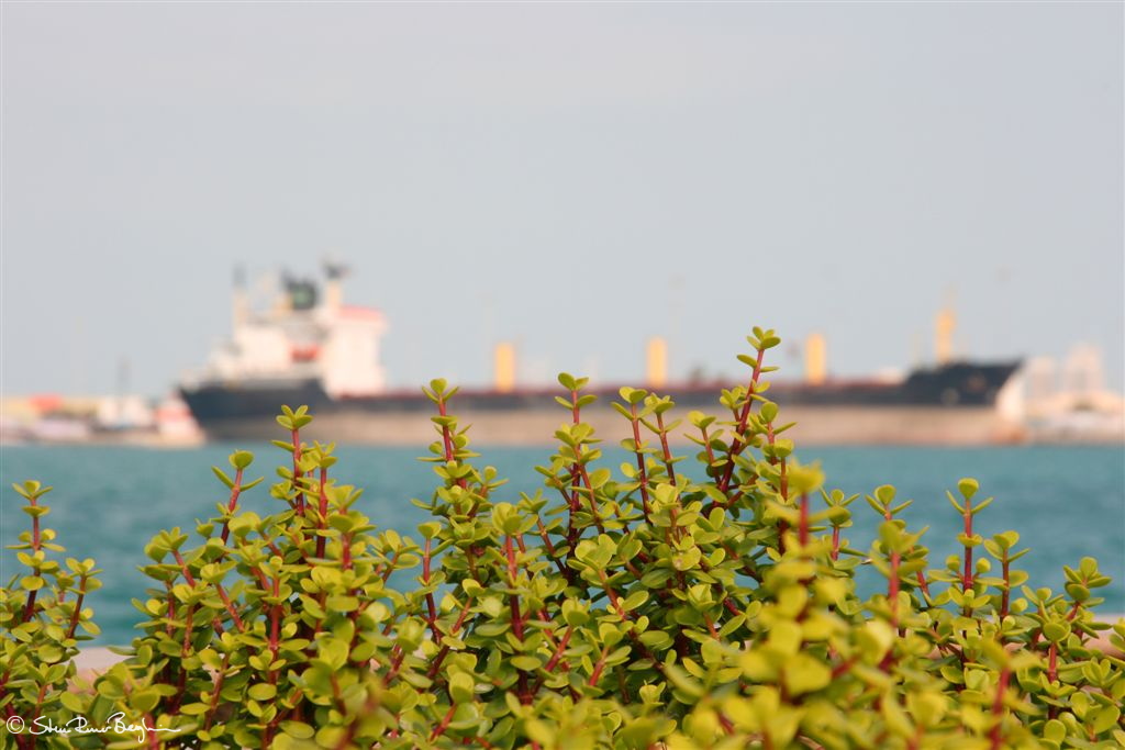 Large ship docked at Port Zayed