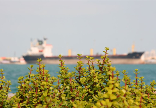 Large ship docked at Port Zayed