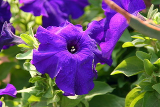 Detail of flower
