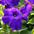 Detail of flower