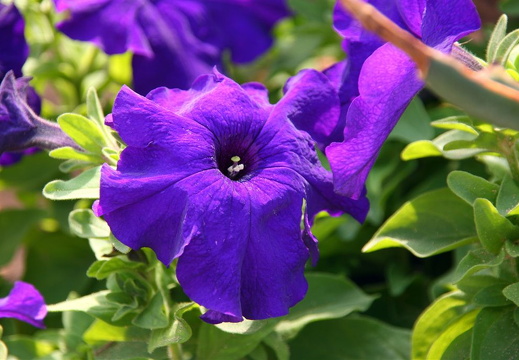 Detail of flower