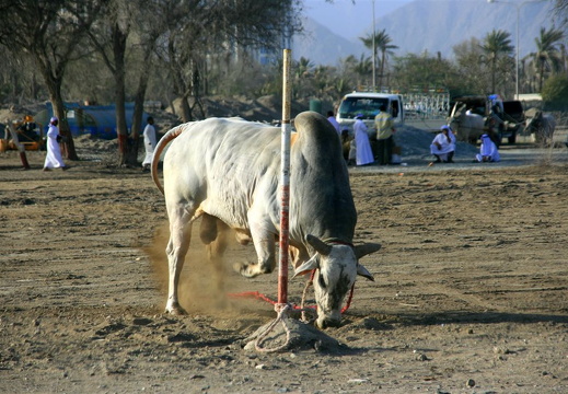 Raging bull preparing for head-butting with other raging bull in Fujairah