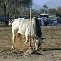 Raging bull preparing for head-butting with other raging bull in Fujairah