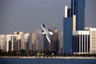 Seagull flying in front of Abu Dhabi skyline