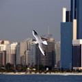 Seagull flying in front of Abu Dhabi skyline