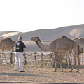 Man vs Camel