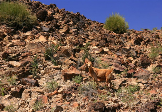 Arab goat