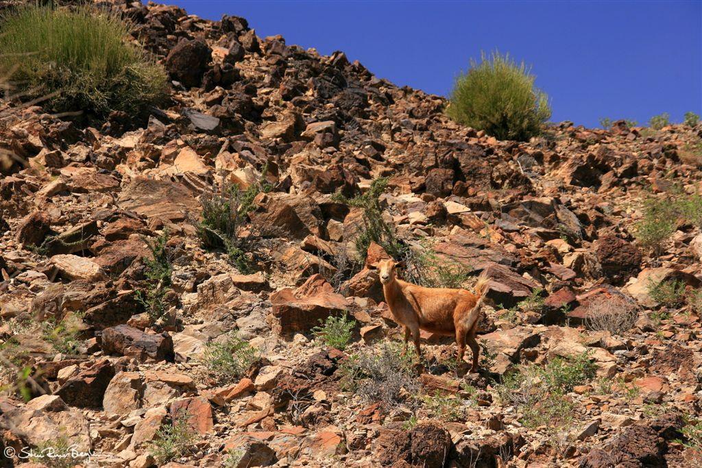 Arab goat