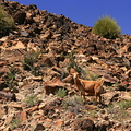 Arab goat