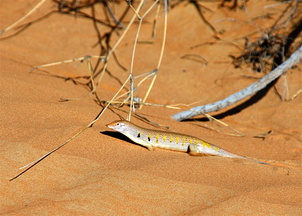 Lizard in the sand