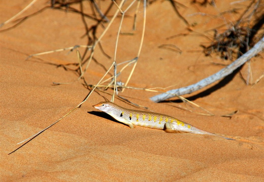 Lizard in the sand