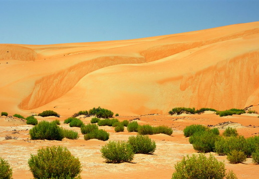 Succulents surviving the desert, Liwa, Abu Dhabi