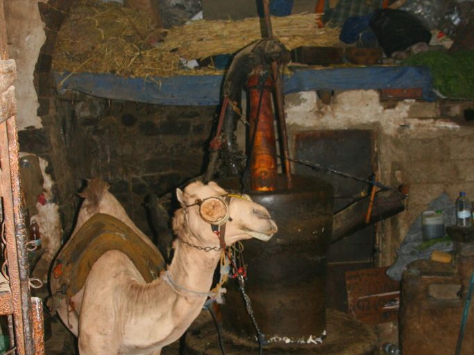 Camel mill in the basement of Sana'a old town building