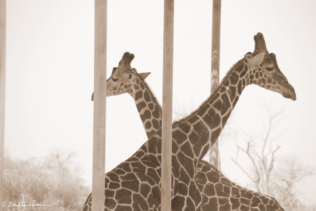 Giraffes crossing necks on Sir Baniyas Island, Abu Dhabi
