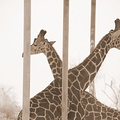 Giraffes crossing necks on Sir Baniyas Island, Abu Dhabi