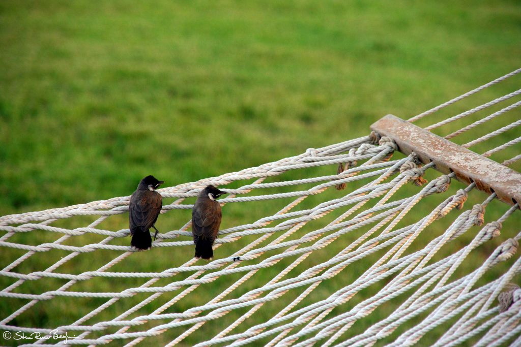 Two birds on a hammock, Jebel Dhanna Hotel, Abu Dhabi
