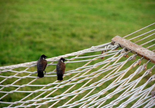 Two birds on a hammock, Jebel Dhanna Hotel, Abu Dhabi