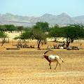 Oryx on Sir Baniyas Island, Abu Dhabi
