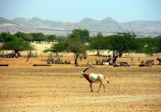 Oryx on Sir Baniyas Island, Abu Dhabi