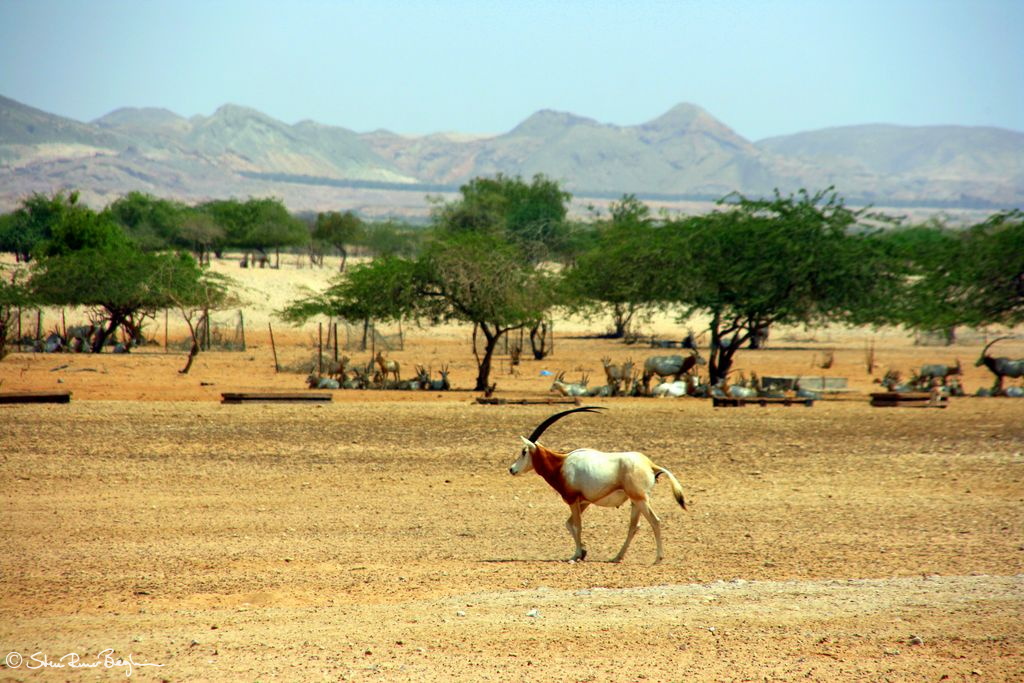 Oryx on Sir Baniyas Island, Abu Dhabi