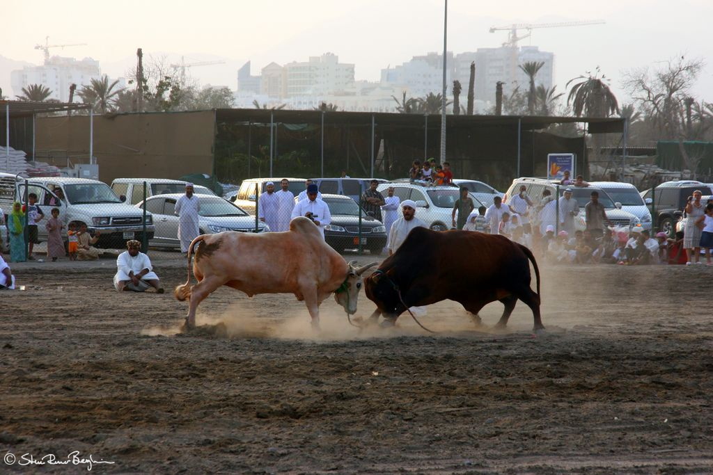 Head-butting bulls in Fujairah