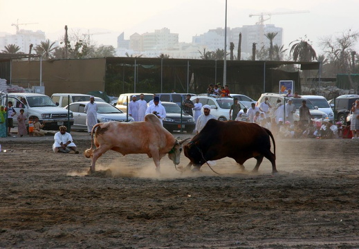 Head-butting bulls in Fujairah