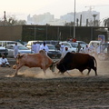 Head-butting bulls in Fujairah