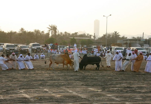 Separating angry bulls