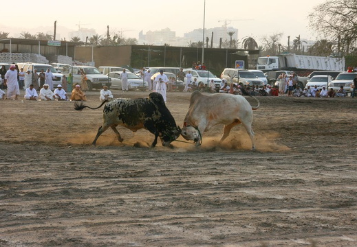 Head-butting
