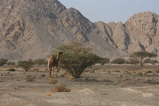A camel eating in the mountains near Hatta, Dubai Emirate