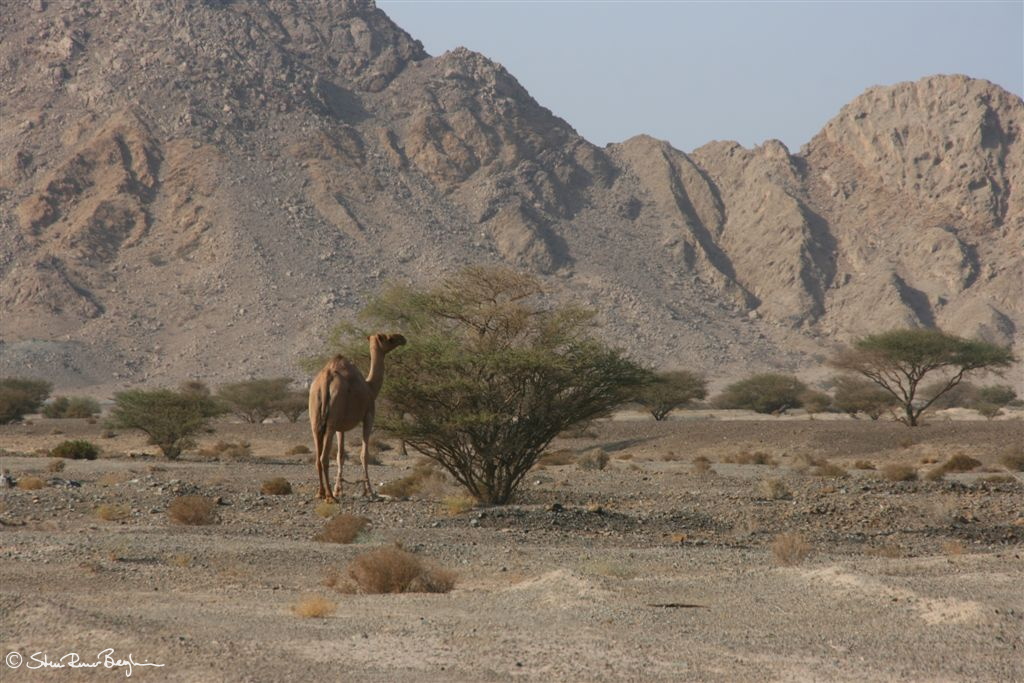 A camel eating in the mountains near Hatta, Dubai Emirate