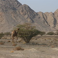 A camel eating in the mountains near Hatta, Dubai Emirate
