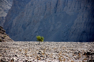 Single tree in Wadi Galilah, Ras al Khaimah