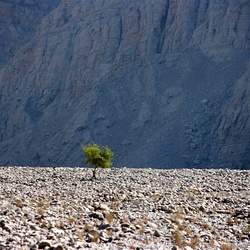 Musandam (Oman) October 2008