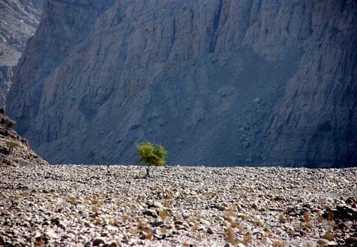 Single tree in Wadi Galilah, Ras al Khaimah