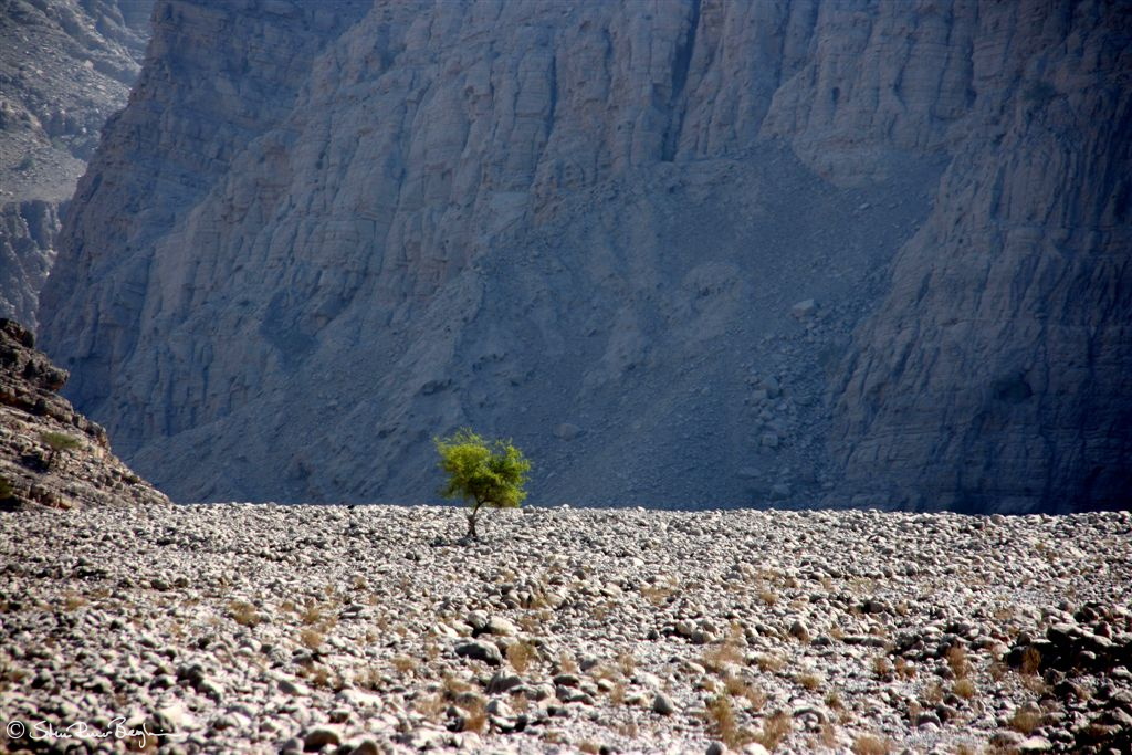 Single tree in Wadi Galilah, Ras al Khaimah