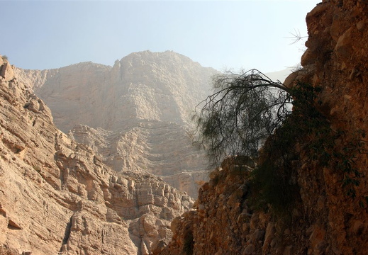 Tree in Wadi Galilah