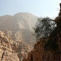 Tree in Wadi Galilah