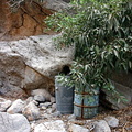 Water barrels for the dry season