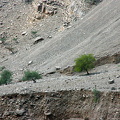 Trees clinging on to the ground on the sides of Wadi Galilah