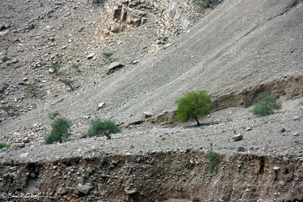 Trees clinging on to the ground on the sides of Wadi Galilah