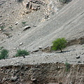 Trees clinging on to the ground on the sides of Wadi Galilah