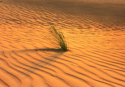 Straws in the desert