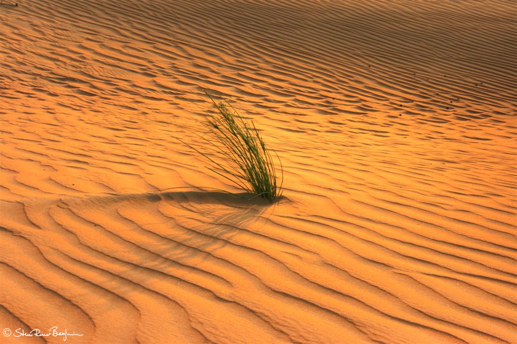 Straws in the desert
