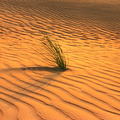 Straws in the desert