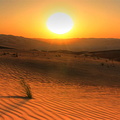 Straws in the desert at sunset